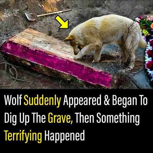 Wolf Suddenly Appeared & Began To Dig Up The Grave, Then Something Terrifying Happened