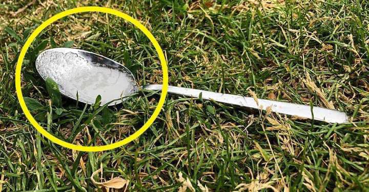 Why You Should Always Put A Spoon Of Sugar In Your Backyard Before Leaving The House