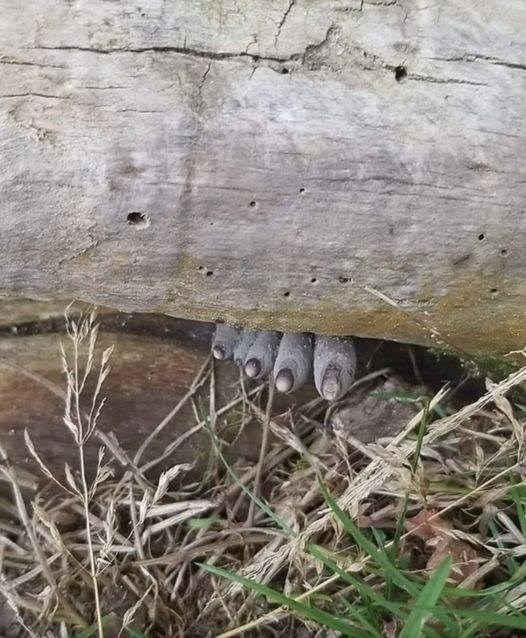 The ‘Dead Man’s Fingers’ Fungus looks as creepy as it sounds