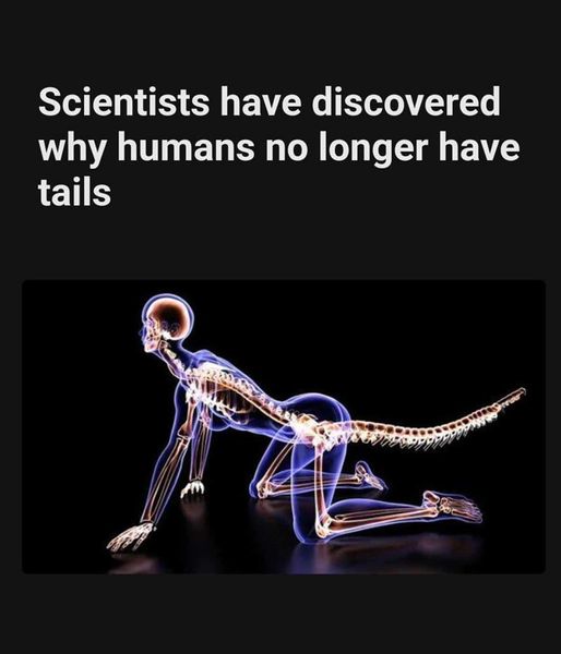 Scientists Reveal Why Humans No Longer Have Tails